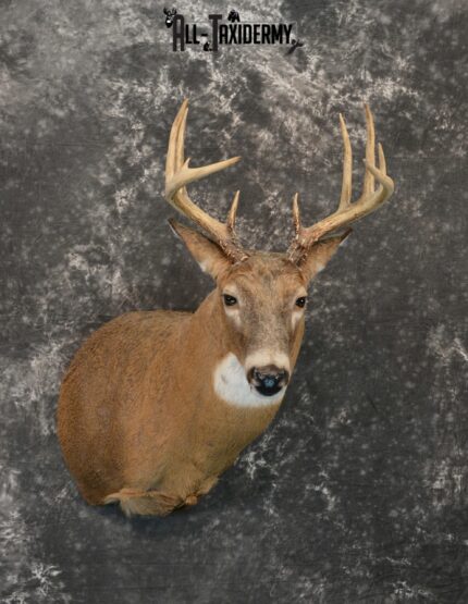 Whitetail Deer Taxidermy for Sale SKU 1183