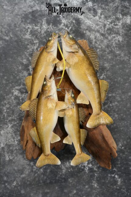 Walleye taxidermy stringer for sale SKU 1065