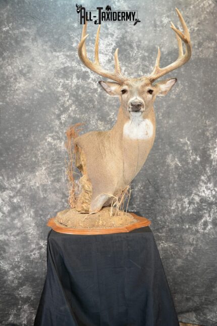 Whitetail Deer Taxidermy for Sale SKU 1073