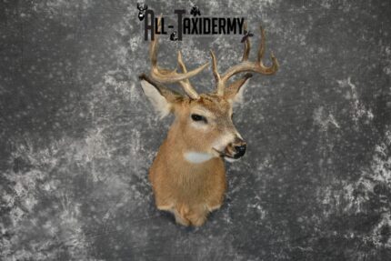 Whitetail Taxidermy Mount For Sale SKU 1098